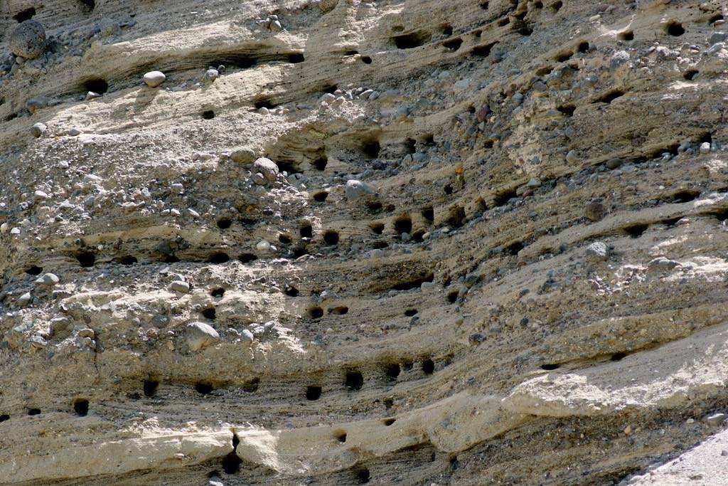 Bank Swallow Colony by shell game is licensed under CC BY-NC-ND 2.0
